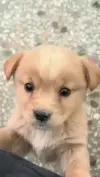 Baby Puppy Barking Cute Pet Status Video