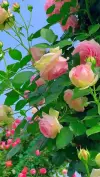 Beautiful Flower Garden Nature Status Video Download 2026 Full HD