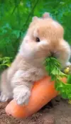 Bunny Eating Carrot Cute Status Video