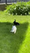 Cat And Bunny Playful Moments Status Video