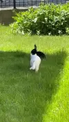 Cat And Bunny Playtime Cute Status Video