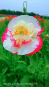 Flower Nature Peaceful Life Status Video 2026 Download