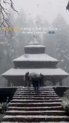 Hadimba Temple Snowfall Spectacle Status Video 2026 Download