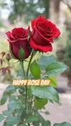 Happy Rose Day Viral Status Video Download 🌹 | Love Short Feed Trending Shorts 2026