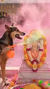 Holi Special Dog Viral Status Video 2026 Download