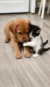 Kitten And Puppy Friendship Cute Status Video