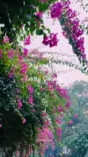Lodhi Garden Delhi Spring Season Status Video 2026 Download