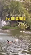 Lodhi Garden Perfect Picnic Spot Status Video 2026 Download