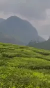 Munnar Mountain Paradise Status Video 2026 Download