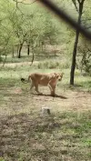 Nahargarh Biological Park Lion Safari Status Video 2026 Download