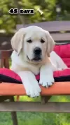 One Year Labrador Transformation Puppy Growth Status Video 2026 Download