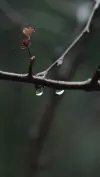 Rainy Mood Nature Peaceful Status Video 2026 Download