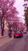 Spring in Bangalore Pink Trumpet Status Video 2026 Download