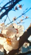 Spring Season Beautiful Nature Status Video Download 2026 HD
