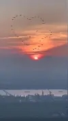 Sun Rise Morning View With Beautiful Nature Bird Shorts Nature Video