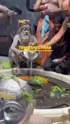 Trimbakeshwar Jyotirlinga Divine Journey Status Video 2026 Download