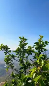 Winter Lonavala Nature Vibes Status Video 2026 Download